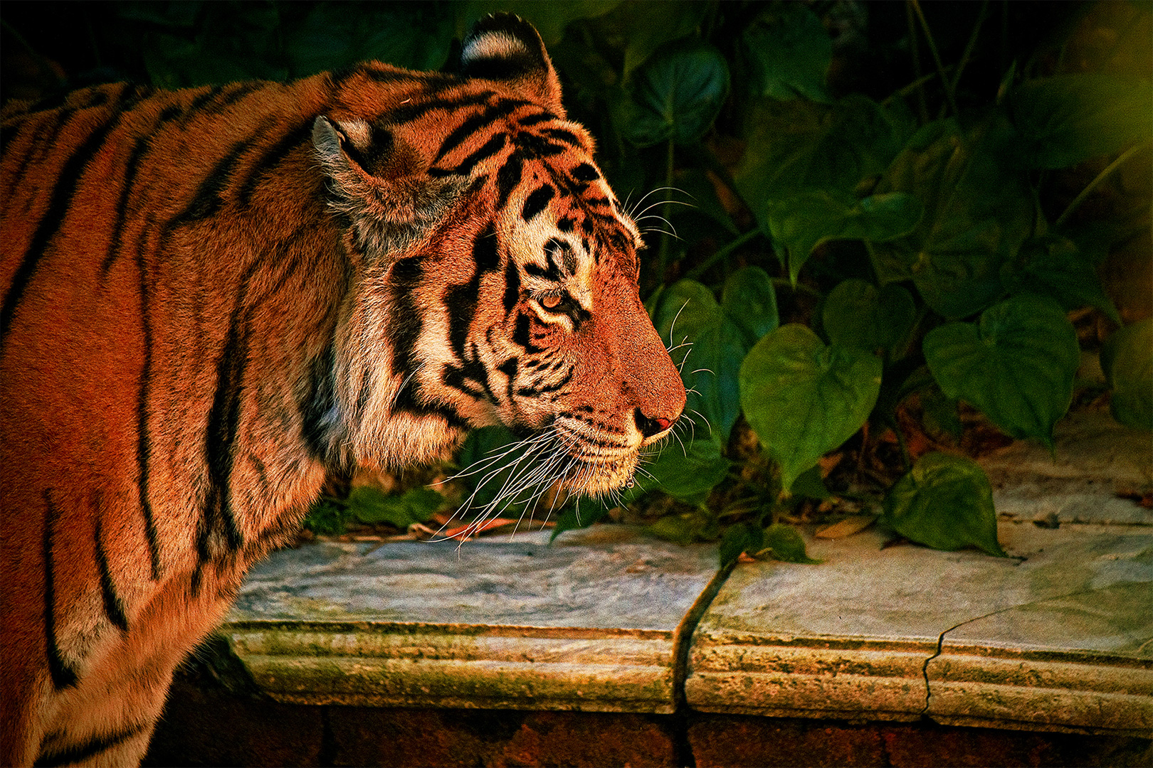 Disney Photography, Disney World Photography, Disneyland Photography, Disney Photos, Disney Pictures,  Disney Photography Blog, Disney Tourist Blog, Disney Event Photography, DisneyTouristBlog, DisneyPhotographyBlog, Disneyeventphotography, Disney Event P
