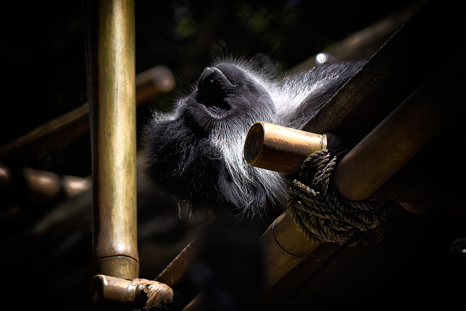Sleping Monkey.  Disneys Animal Kingdom, Walt Disney World Resort, Orlando FloridaDisney Photography, Disney World Photography, Disneyland Photography, Disney Photos, Disney Pictures,  Disney Photography Blog, Disney Tourist Blog, Disney Event Photography